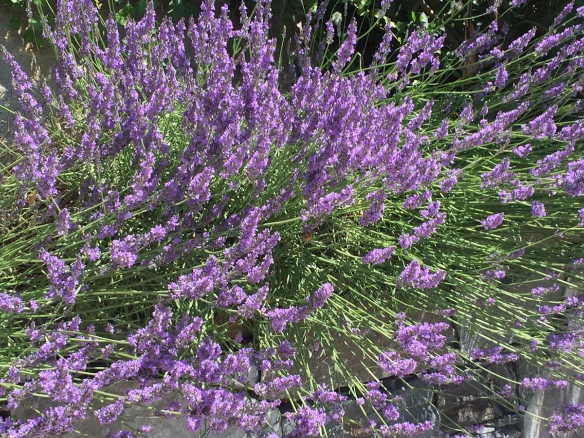 Maison Casa Lavanda Bellagio Eksteriør bilde
